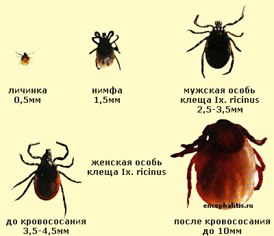 Цикл клеща Ixodes Ricinus