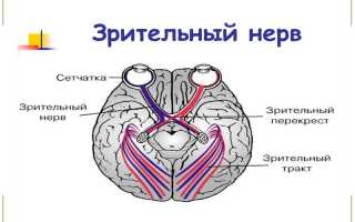 Зрительный нерв — строение, функции, заболевания