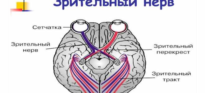 Зрительный нерв — строение, функции, заболевания