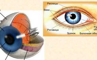 Строение глазного яблока