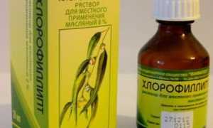 Масляный хлорофиллипт для горла – когда и как правильно применять?