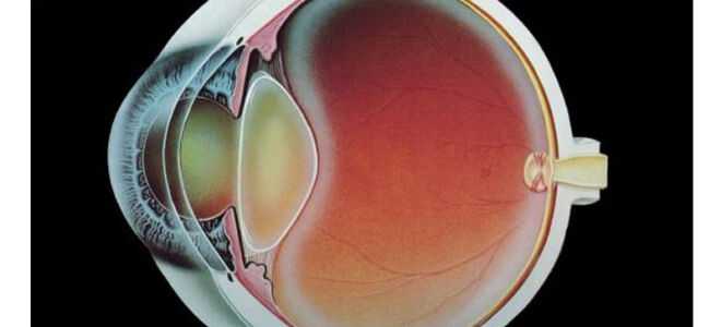 Хрусталик глаза — строение, функции, заболевания