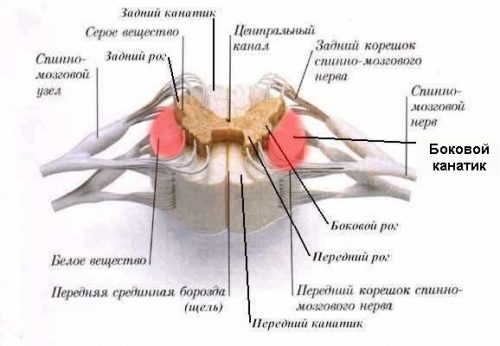 Боковые канатики позвоночника