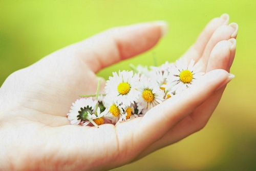 Лечение подагры ромашкой Лечение подагры ромашкой