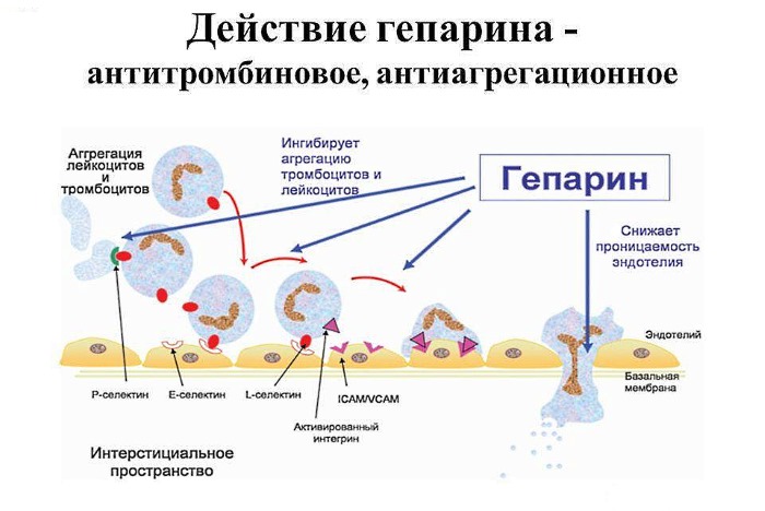Действие гепарина
