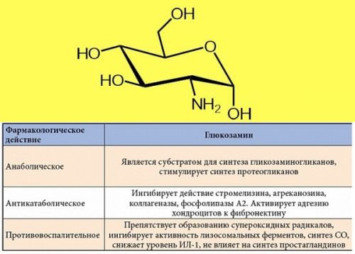 Действие глюкозамина Действие глюкозамина