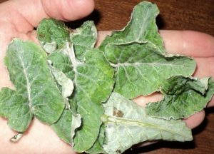 Лечение лопухом Лечение лопухом