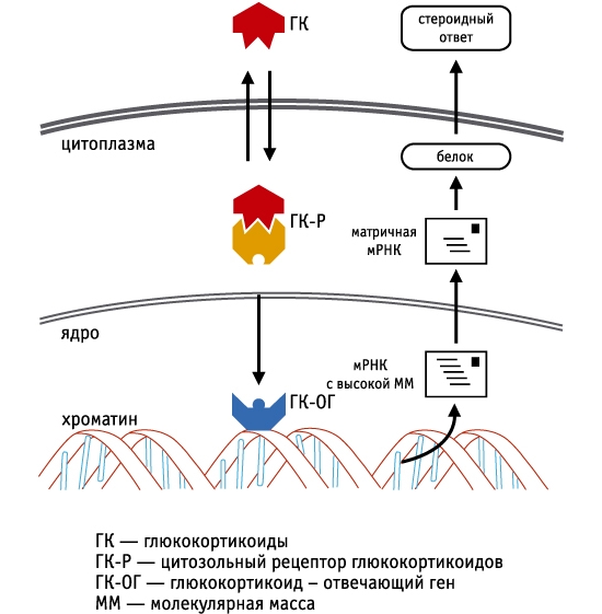 Механизм действия кортикостероидов Механизм действия кортикостероидов