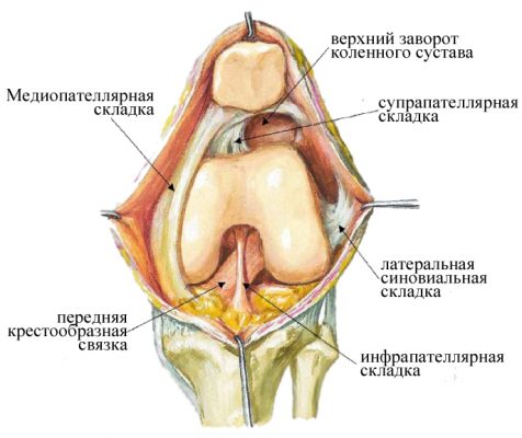 Расположение медиопателлярной складки