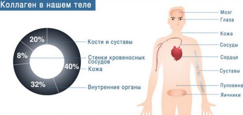 Распространение коллагена в теле