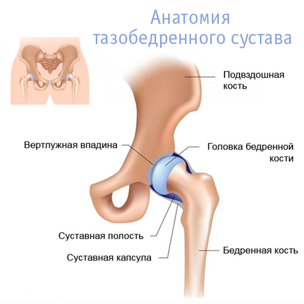 Строение тазобедренного сустава 