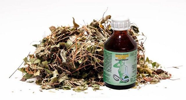 Настой боровой матки