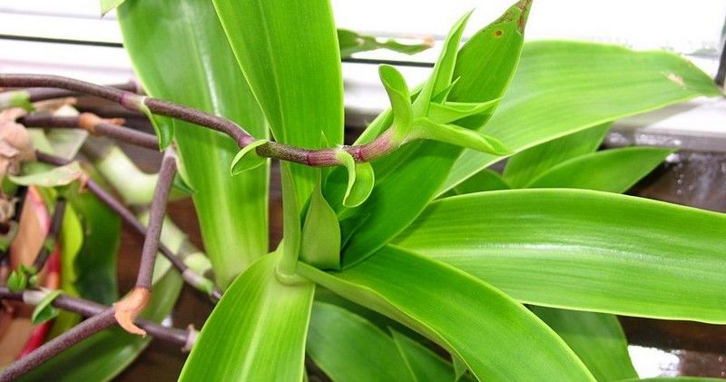 Растение Золотой ус