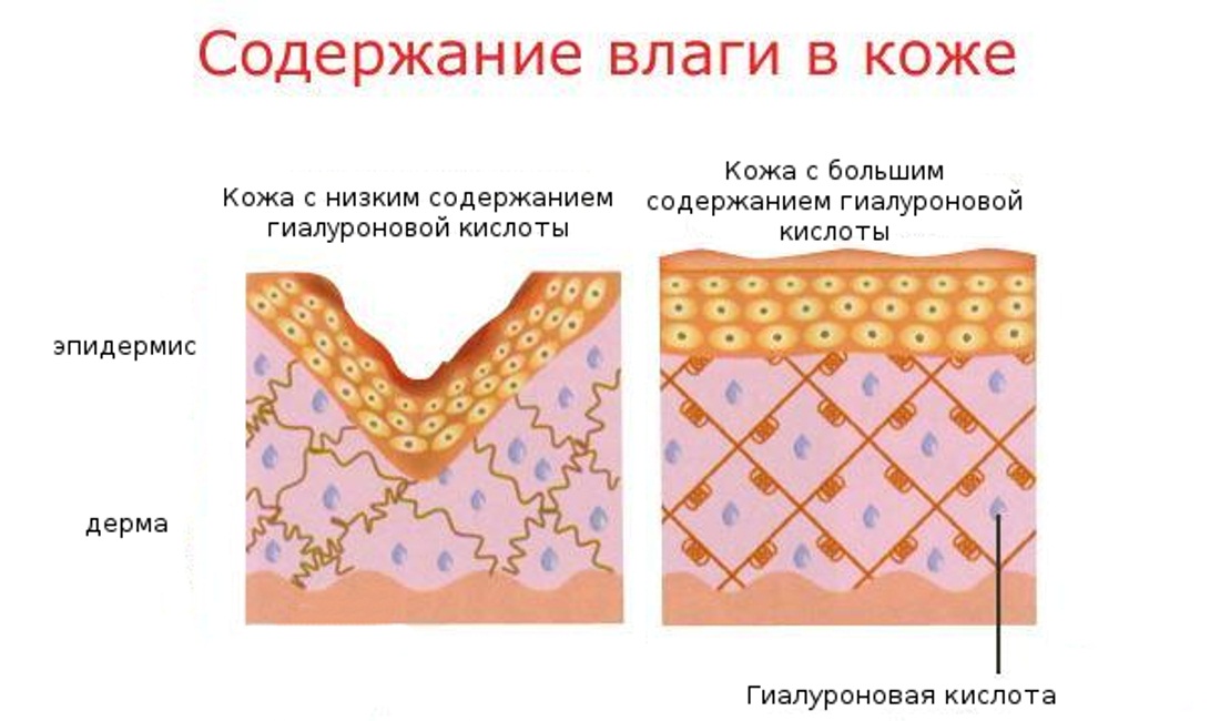 Полезные свойства гиалуроновой кислоты Полезные свойства гиалуроновой кислоты